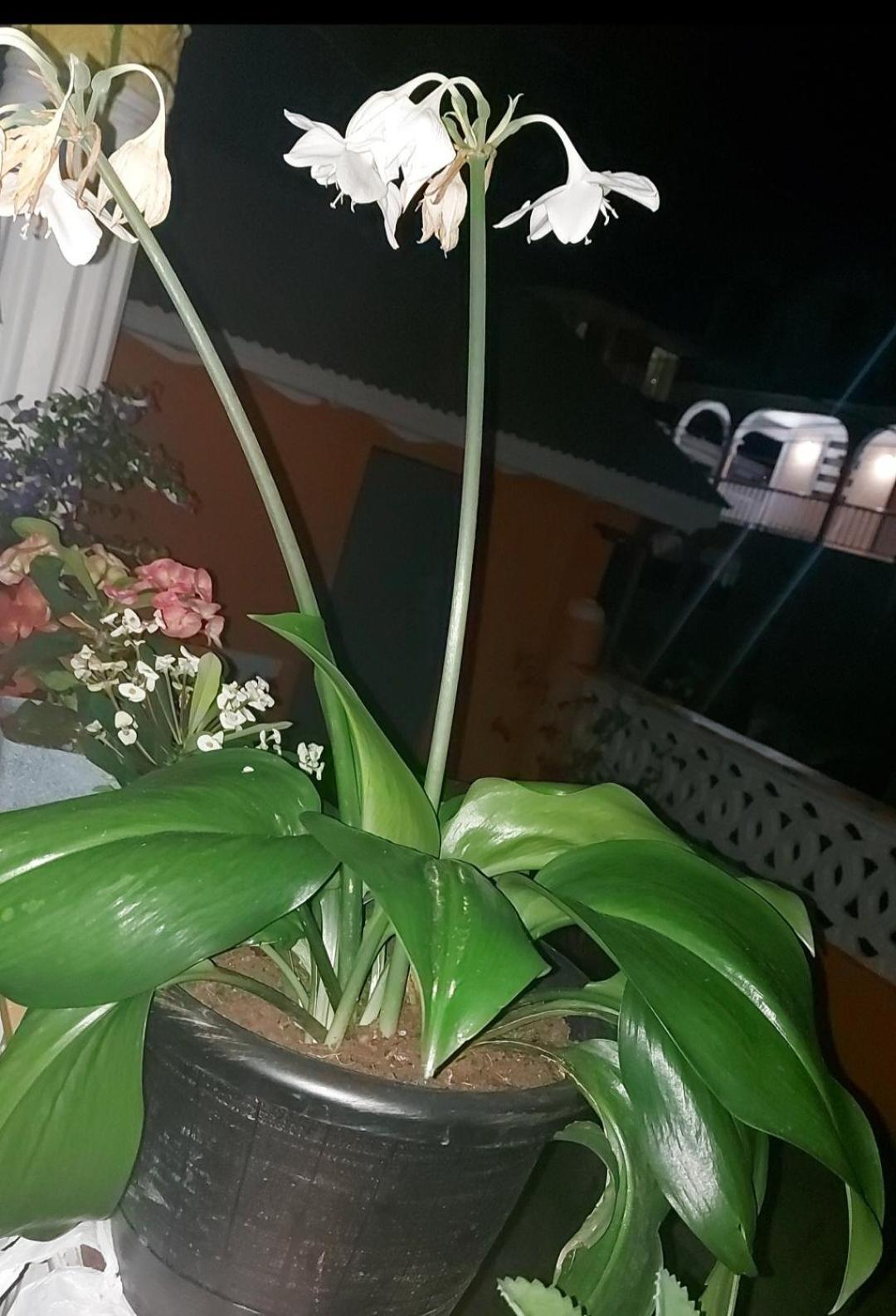 Peaceful Nest Apt 3 Розо Екстер'єр фото